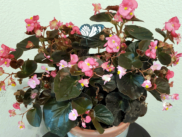 My Begonias Plants