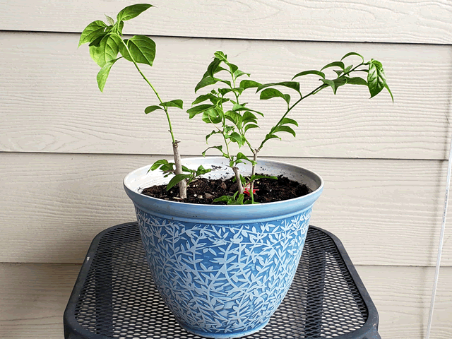 My Bougainvillea Plants