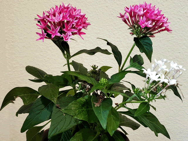 My Egyptian Star Flower