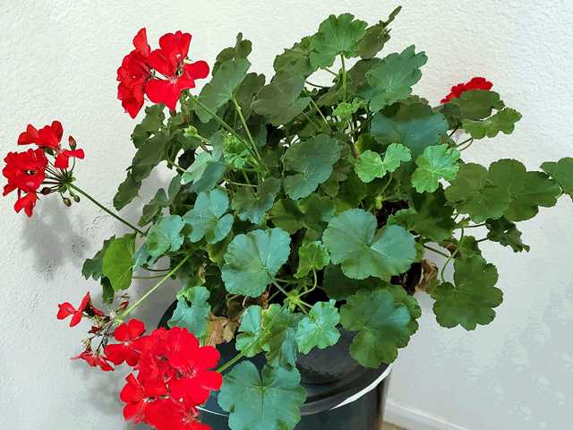 My Red Geranium Plants