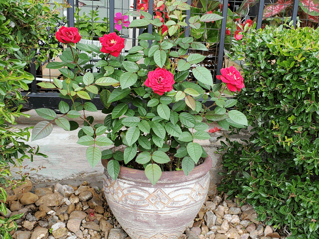 My Miniature Red Rose Bush
