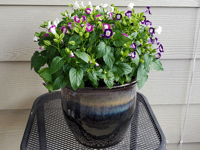 My Torenia Plants